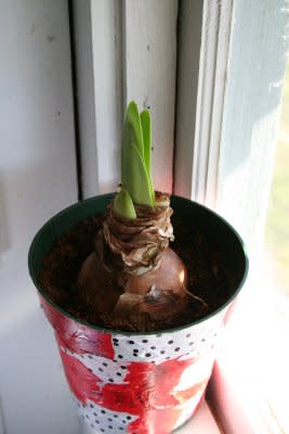 Sprouting amaryllis bulbs in a pretty flower pot