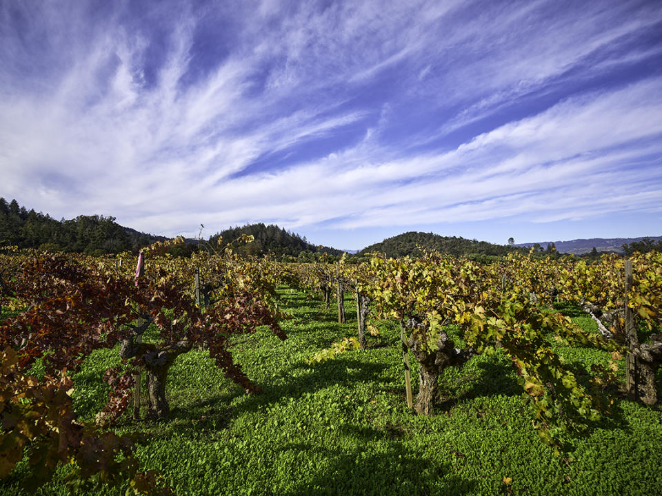 Scarecrow - Winery - Old Men Wines - Vineyard - Hills