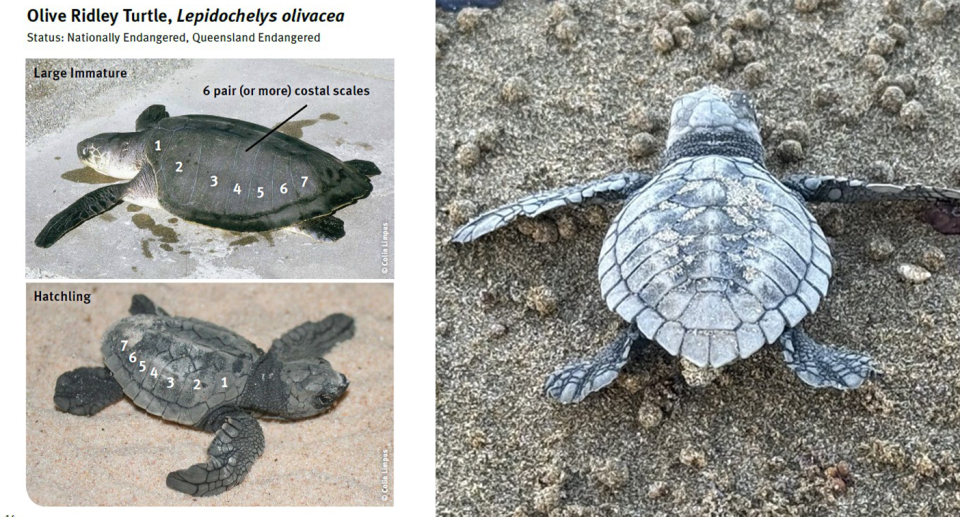 Left - a diagram showing baby Olive Ridley turtles. Right - a close up of a hatchling.