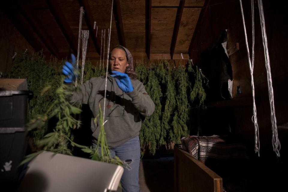 A cannabis farmer hangs freshly harvested cannabis to dry.