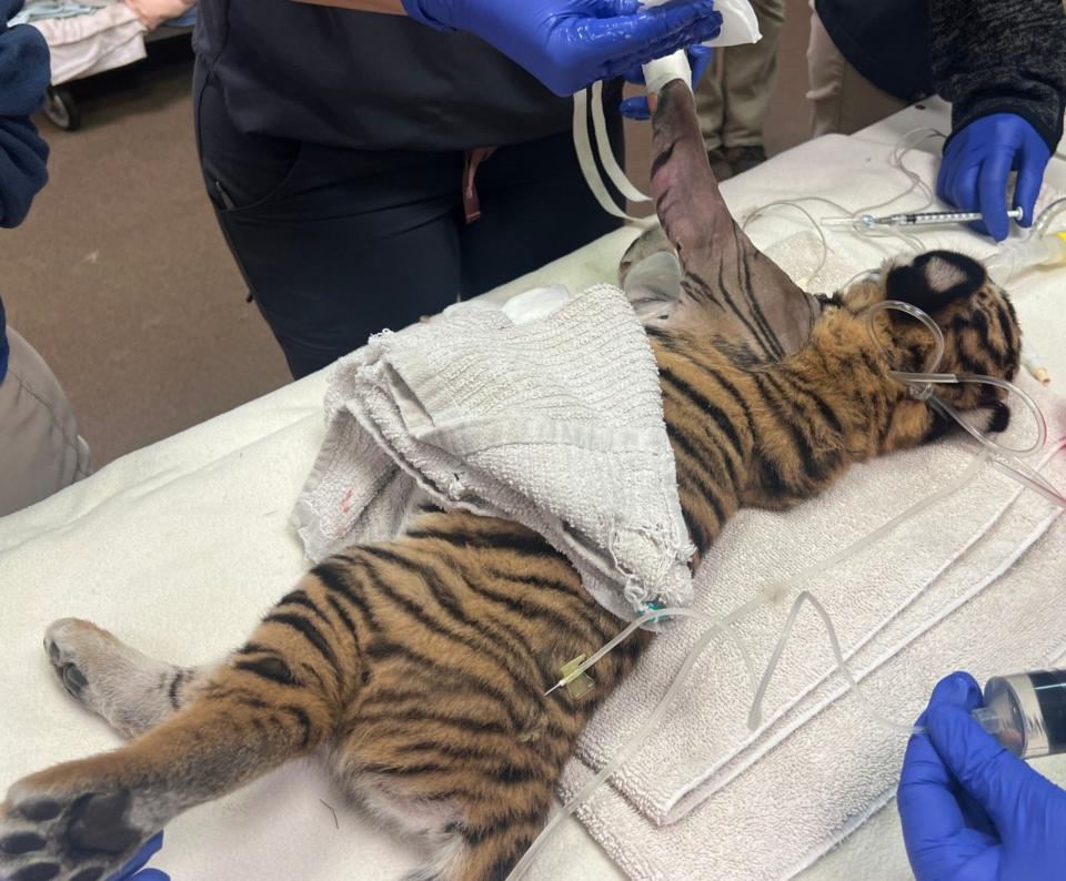 At the Jacksonville Zoo and Gardens, Malayan tiger cub Mina is prepared for surgery to repair her broken leg. The injury occurred when she was four weeks old.