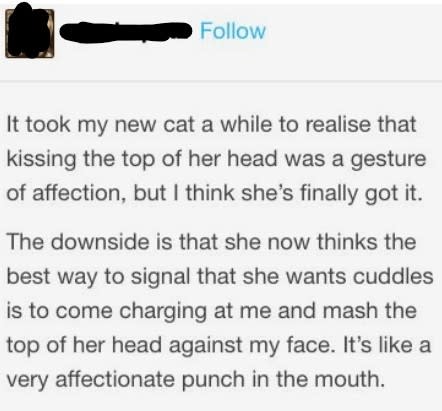It took this person's cat a while to realize that kissing the top of her head was a sign of affection, but now she shows she wants to cuddle by charging at them and mashing the top of her head against their face, like an "affectionate punch in the mouth"