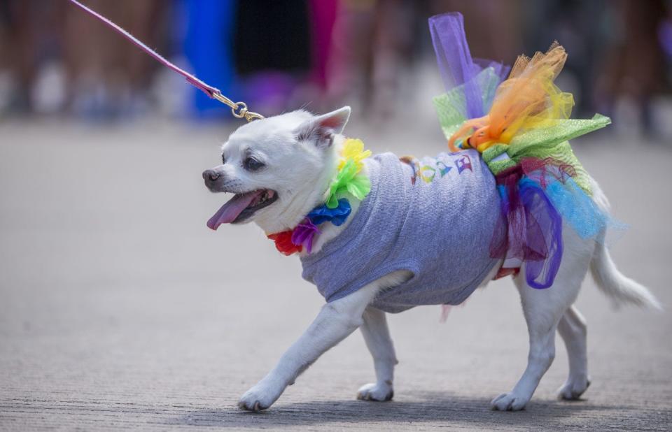 Dress your pets in their rainbow best for the Pet Pride parade in Cocoa Village on Saturday, June 11.