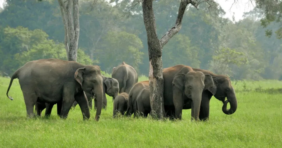 HuffPostIndia @twitter (參考圖片)
2012年曾有媒體報導大約50隻大象闖入印度西孟加拉省（West Bengal）密拿波縣（Midnapore）一座村莊強飲「麻花酒」，飲完更發酒癲破壞了幾座民宅。