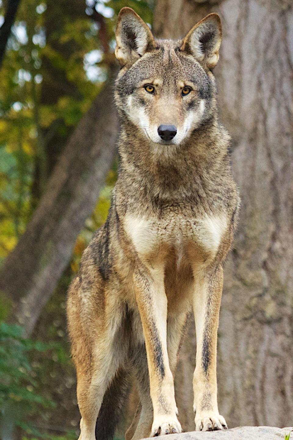 Red wolves, such as this captive specimen, were considered a distinct species for many years, but genomic studies indicate they are really hybrids of gray wolves and coyotes.