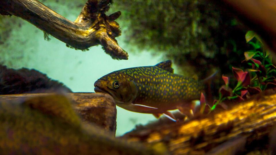 Trout at ECHO, Leahy Center for Lake Champlain.