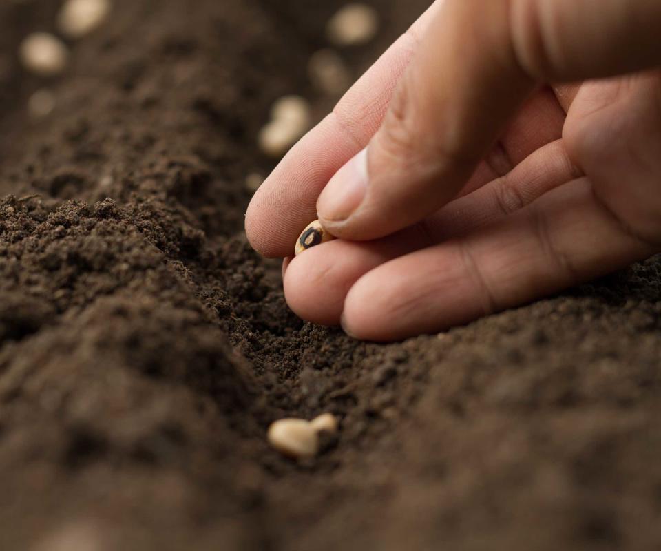 sowing seeds outdoors