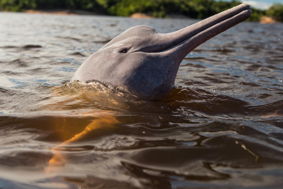 Ein Amazonas-Delfin im brasilianischen Manaus. (Bild: Getty Images)