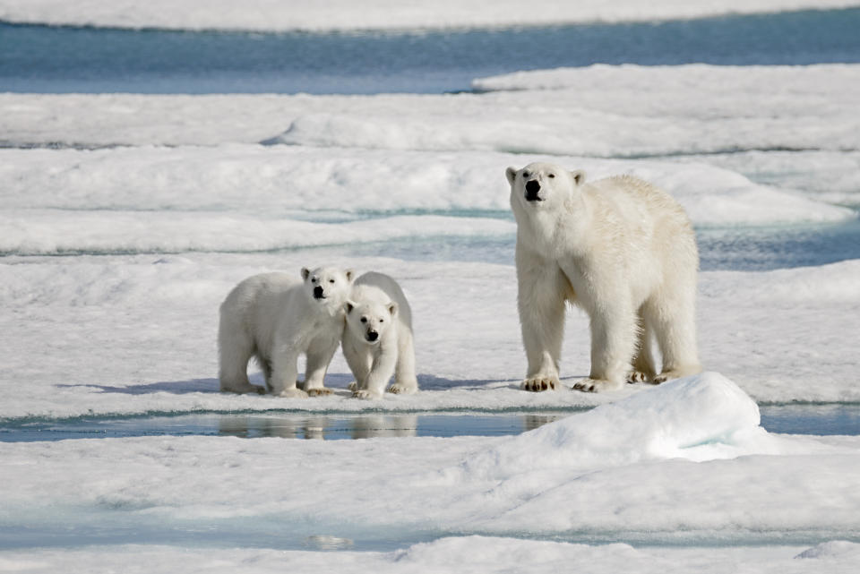 Polar bear (Ursus maritimus) with cubs, Longyearbyen, Svalbard and Jan Mayen Islands