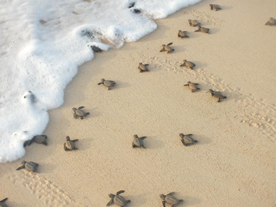 Loggerhead sea turtle hatchlings crawling to the sea in Cape Verde (Samir Martins/Bios)