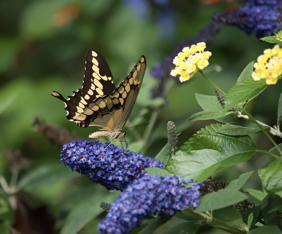 The Pugster series brings a compact habit but with plentiful large flowers. Here a Giant Swallowtail feasts on the nectar of a Pugster Blue buddleia.