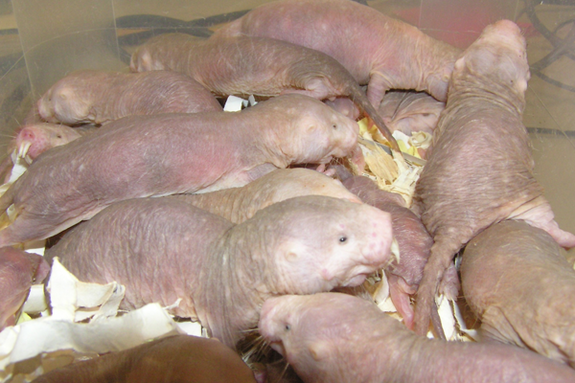 Weird: Naked Mole Rats Don't Die of Old Age