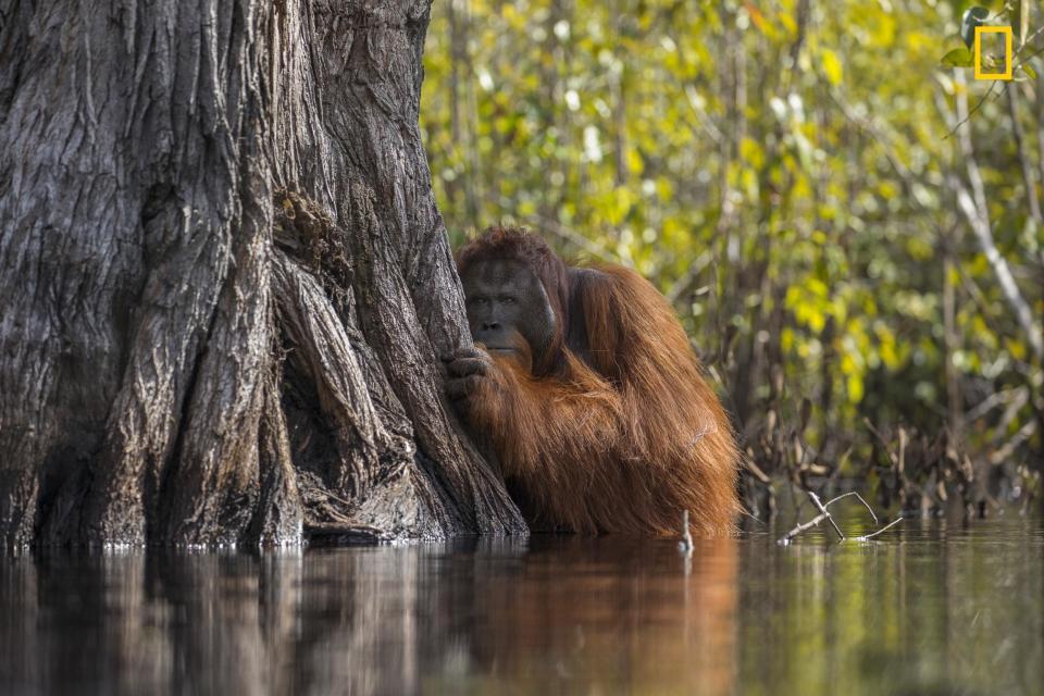 Jayaprakash Joghee Bojan's winning image: Jayaprakash Joghee Bojan/2017 National Geographic Nature Photographer of the Year