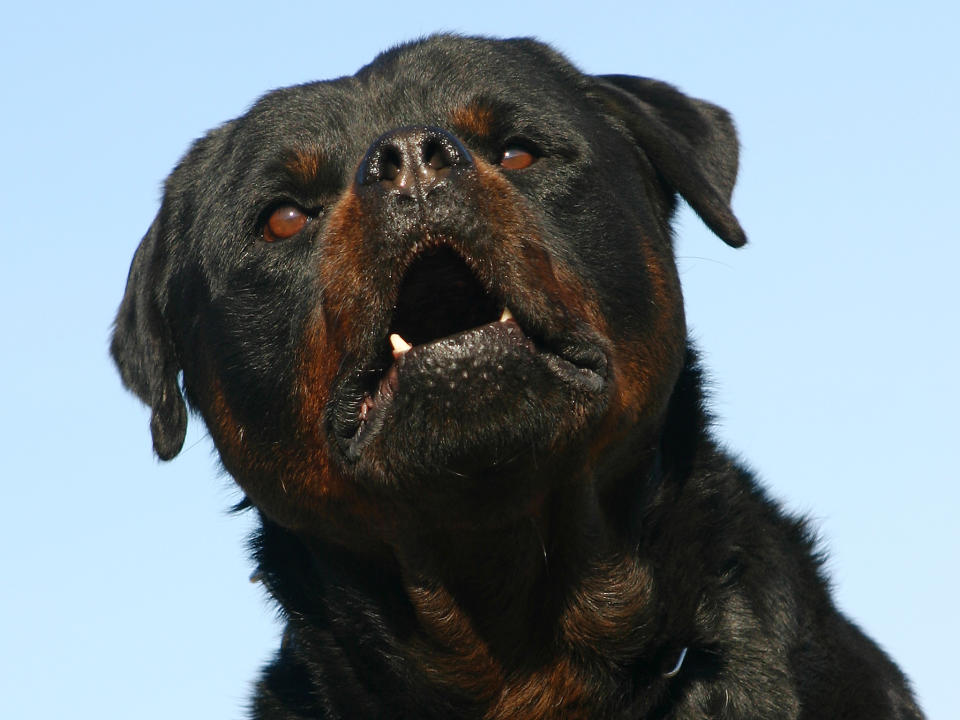 Rottweiller: Getty Images/iStockphoto