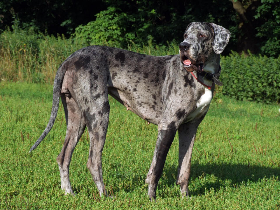 Dogue Allemand (Getty Images/iStockphoto)