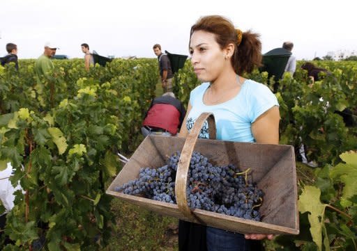 A grape picker with her trug at Bordeaux grand cru vineyard Chateau Haut-Brion last August. Last year's harvest produced hit-and-miss reds, but some surprising whites, say consultants