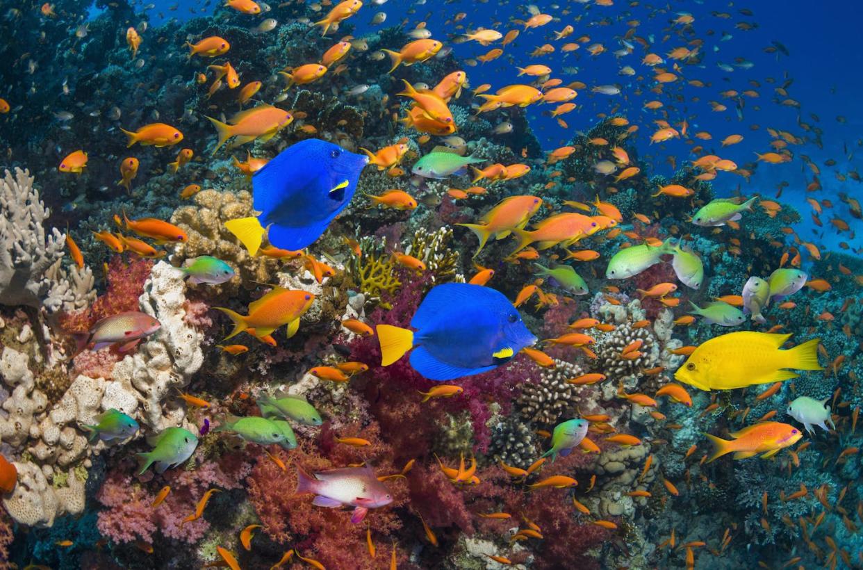More watchful eyes can mean more safety for all. <a href="https://www.gettyimages.com/detail/photo/coral-reef-with-yellow-tang-and-goldies-royalty-free-image/602870461" rel="nofollow noopener" target="_blank" data-ylk="slk:Georgette Douwma/Stone via Getty Images;elm:context_link;itc:0;sec:content-canvas" class="link ">Georgette Douwma/Stone via Getty Images</a>