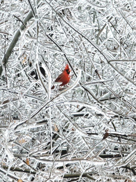 Cardinal in an icy tree in north Austin on Feb. 2, 2023. (Courtesy Sasha Smith)