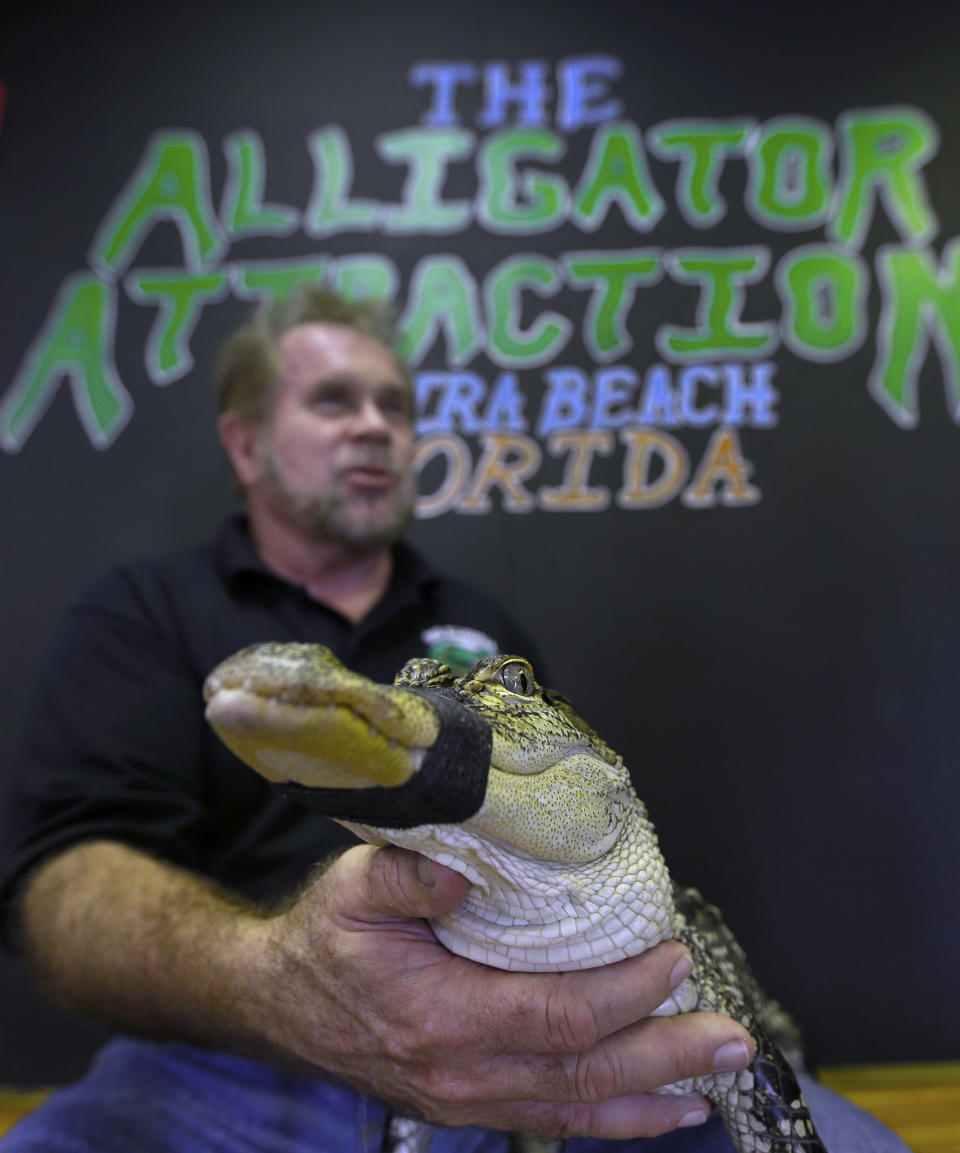 Bob Barrett, owner of The Alligator Attraction poses with one of his alligators Wednesday, Sept. 26, 2012 in Madeira Beach, Fla. Instead of bounce houses and ponies, some Florida parents are opting for more exciting activities at their kid's birthday parties: alligators. Barrett says the parties are totally safe, because the alligators mouths are taped shut. (AP Photo/Chris O'Meara)