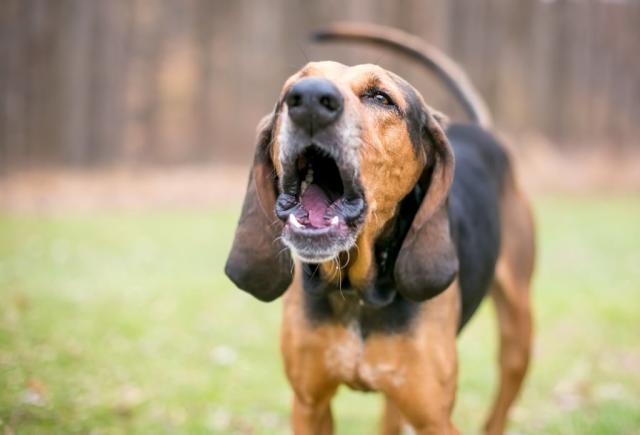 Neighbor dog hot sale constantly barking