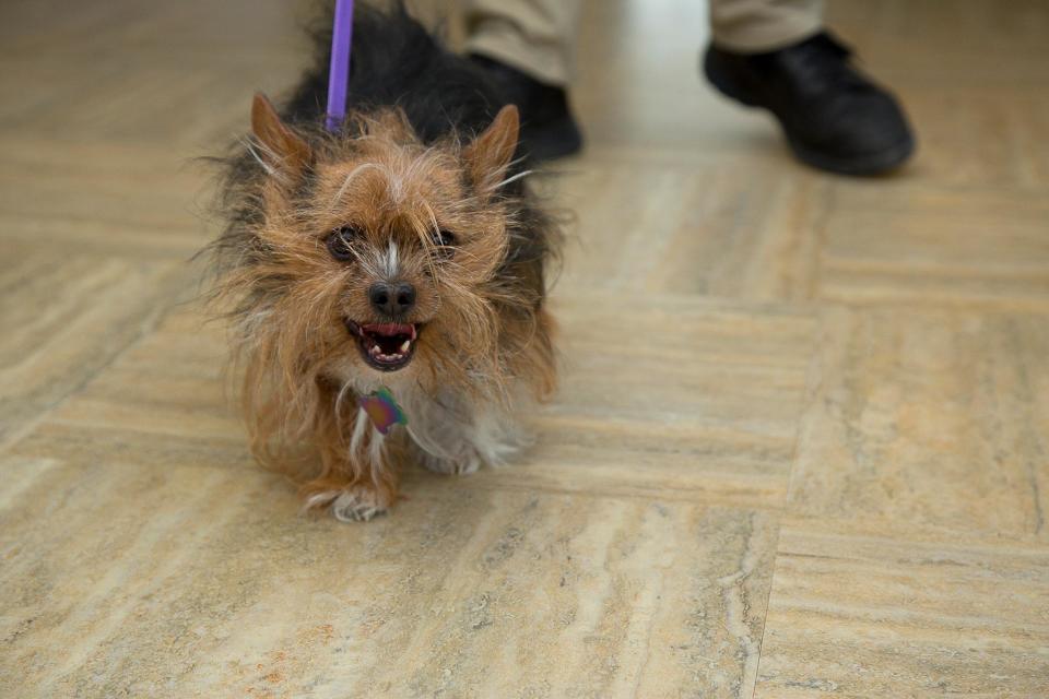 Patch made the journey into the hospice to see his owner (Albuquerque Animal Welfare)