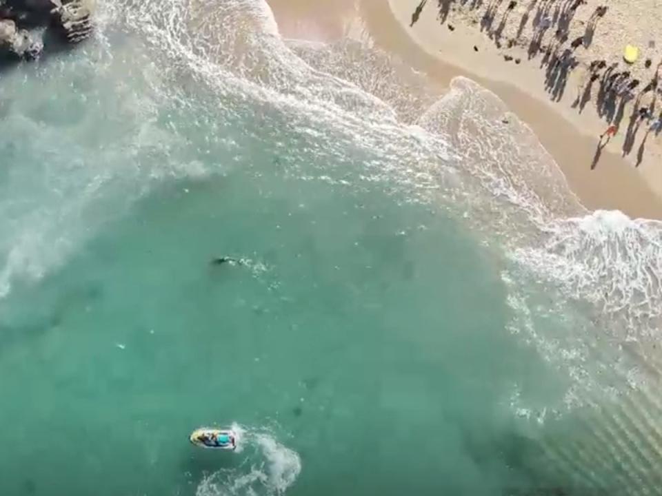 Menschen beobachten vom Ufer aus, wie Rettungsschwimmer Haie am Manly Beach überwachen, der berühmt dafür ist, 1964 die ersten offiziellen Surf-Weltmeisterschaften auszurichten (Surf Life Saving NSW)