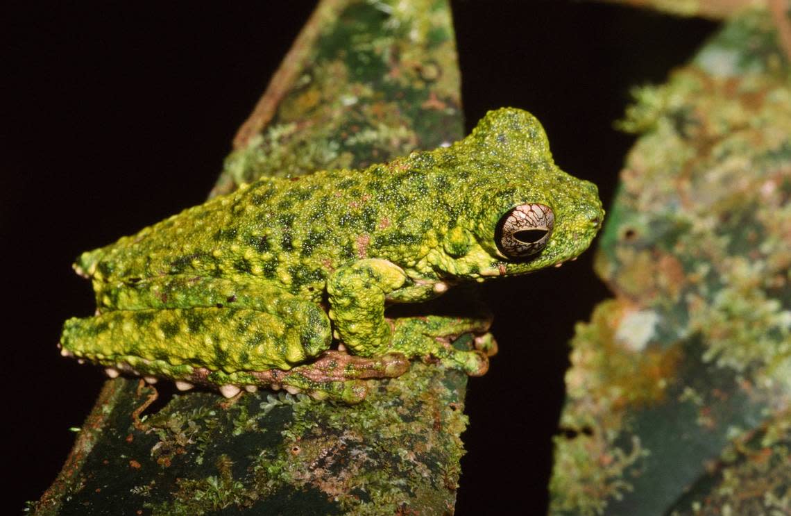 The red-bellied treefrog or Litoria haematogaster. Photo from Steve Richards