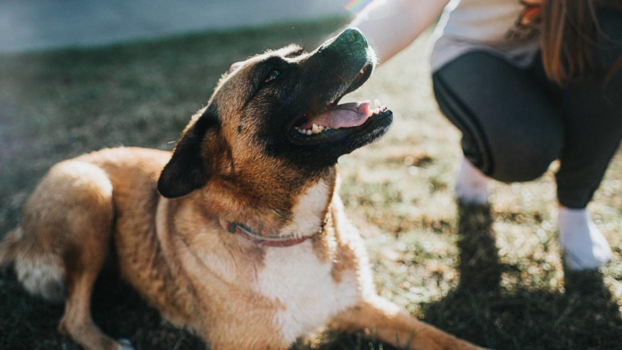 Mixed breed dog being trained by owner