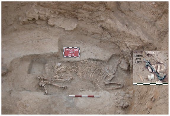 Archeologists discovered the bones of a donkey from 3,500 years ago in southern Israel. Based on its age, positioning, copper bridle, and location in the sacred precinct of the ancient city of  Tel Haror, the scientists speculated that the animal had been a ritually sacrificed. (Photo: PLOS ONE)  <a href="http://www.huffingtonpost.com/2013/03/11/donkey-sacrifice-bronze-age-tel-haror_n_2852288.html" target="_blank">Read more here.</a>