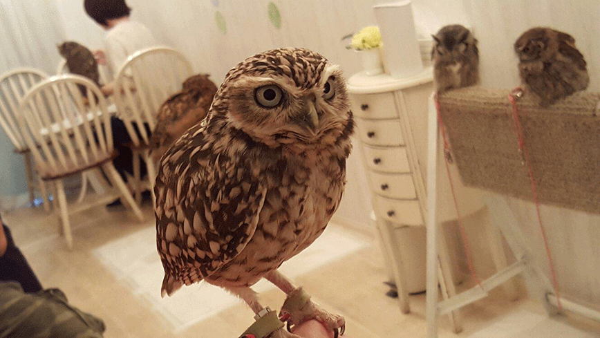 Owl Café in Chiyoda, Japan