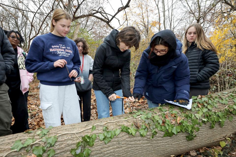 Natalia Thiessen-Rodriguez, left, and Charlotte Golimbu, right, both juniors at Bronxville High School, work with 8th grader Liz Pressly in a tree coring exercise in Stephen Kovari's Bronx River Research class. The upperclass students were working with 8th graders and 4th graders at various stations in the outdoor classroom, which included turbidity, macro invertebrates and water chemistry (pH).