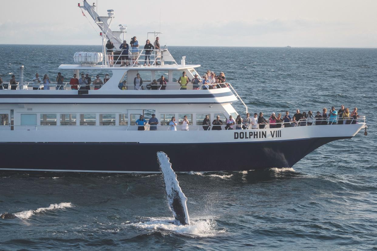 Dolphin Fleet Whale Watch offers guaranteed whale sighting and marine wildlife education on its three-hour whale watching trip.