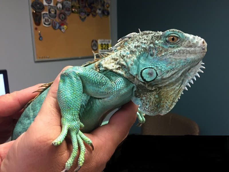 This photo provided by Painesville police shows an officer holding an iguana at the police station on Tuesday, April 16, 2019 in Painesville, Ohio. Police say an unruly customer at a restaurant pulled the iguana from under his shirt, swung it around and threw it at the manager. Police say they apprehended the suspect a few blocks away in the city roughly 30 miles (48 kilometers) northeast of Cleveland. Authorities did not say what provoked the attack.