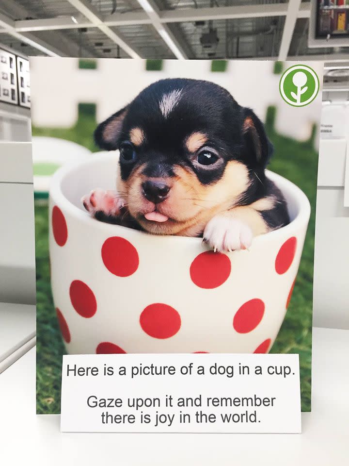 Der zweite Schritt auf Wysaskis To-Ddo-Liste ist folgender: "Hier seht ihr ein Bild von einem Hund in einer Tasse. Schaut es an und erinnert euch daran, dass es Freude in der Welt gibt." Klingt schon einfacher, als einfach loszubrüllen.