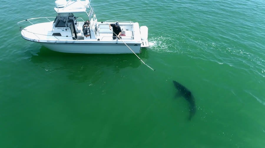 A drone image shows a shark swimming up to the photographer’s boat. (Image courtesy Eric Mailander)