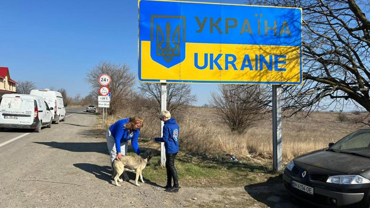 N.Y. Charity Installs Animal Feeding Stations Across Ukraine to Help Pets Abandoned During War