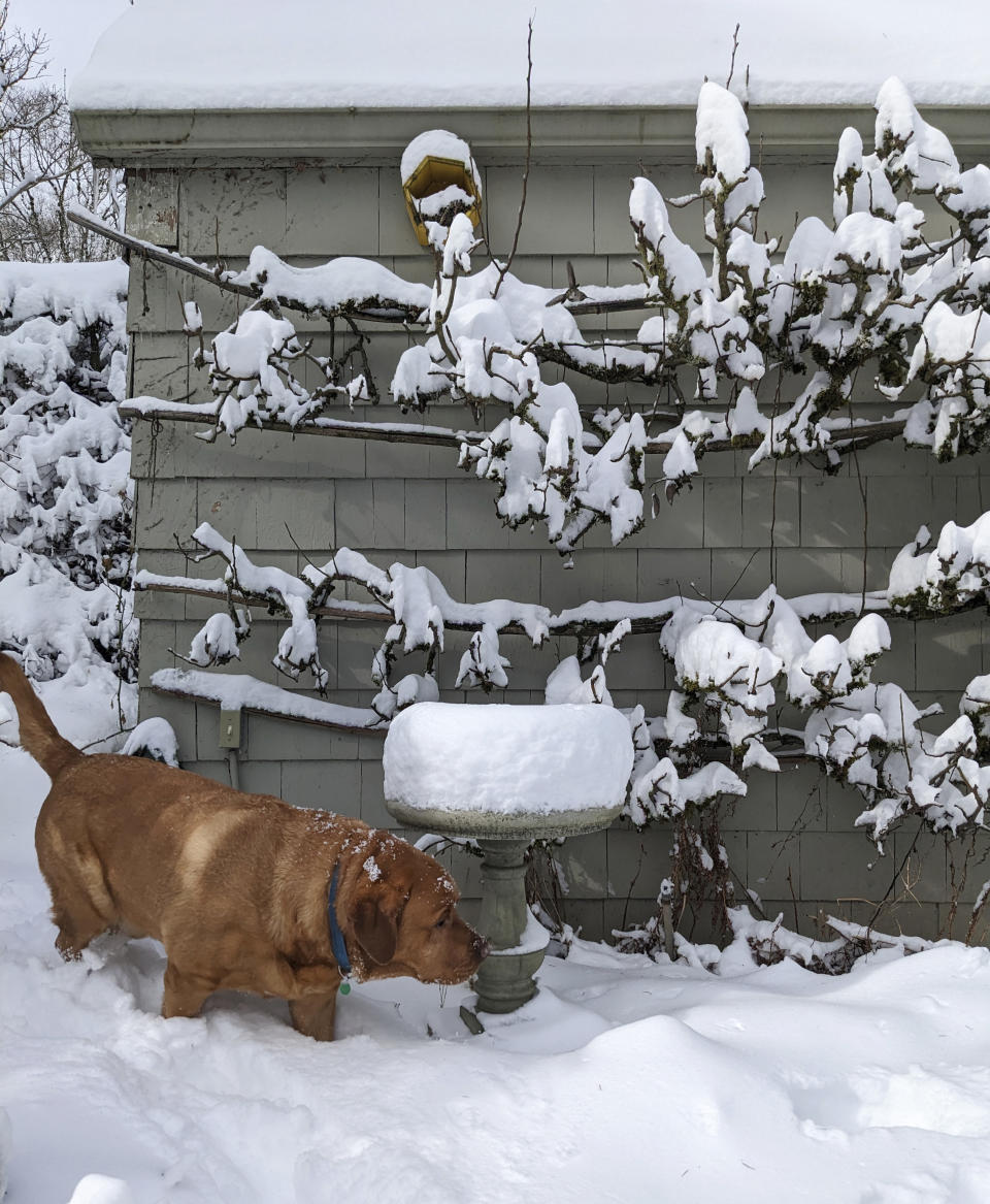 A dog walks through the snow outside a home in the Grant Park neighborhood of Portland, Ore., Thursday Feb. 23, 2023. Winter storms sowed more chaos across the U.S. on Thursday, shutting down much of Portland after the city experienced its second snowiest day in history and paralyzing travel from parts of the Pacific Coast all the way to the northern Plains. (AP Photo/Drew Callister)