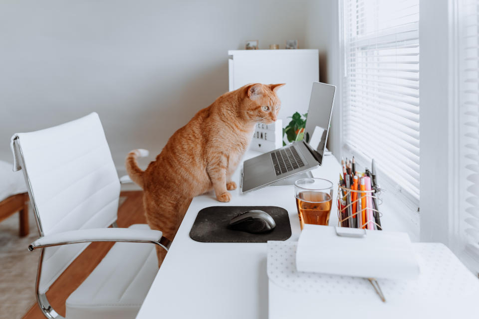 Cat on a work desk at home during quarantine