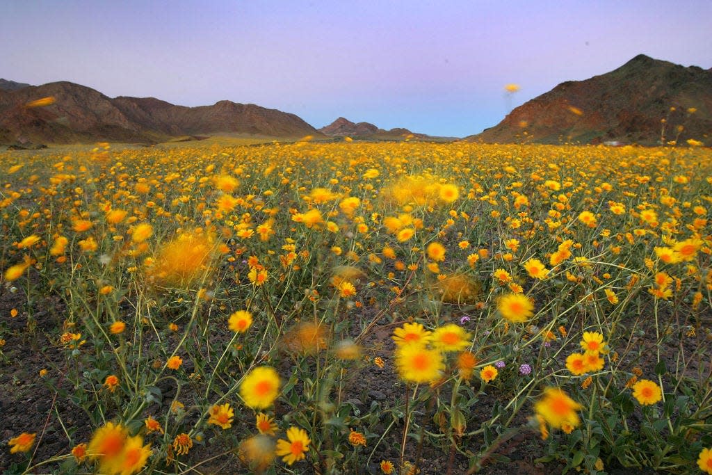 Wildflowers wave in the breeze after sunset near Jubilee Pass on March 12, 2005. The wettest year on record brought massive blooms of desert wildflowers to Death Valley National Park.