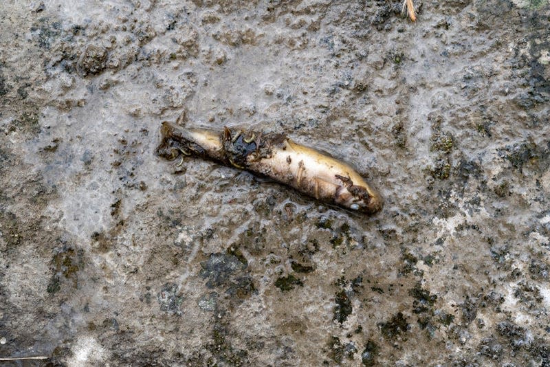 A fish lays dead following a train derailment prompting health concerns on February 20, 2023 in East Palestine, Ohio. 