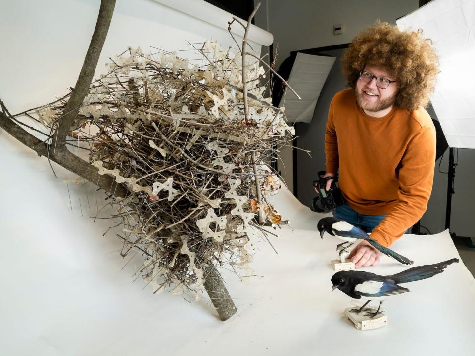 Researcher Aude-Florian Hiemstra is seen posing next to a magpie nest taken from the tree, and two stuffed magpies.