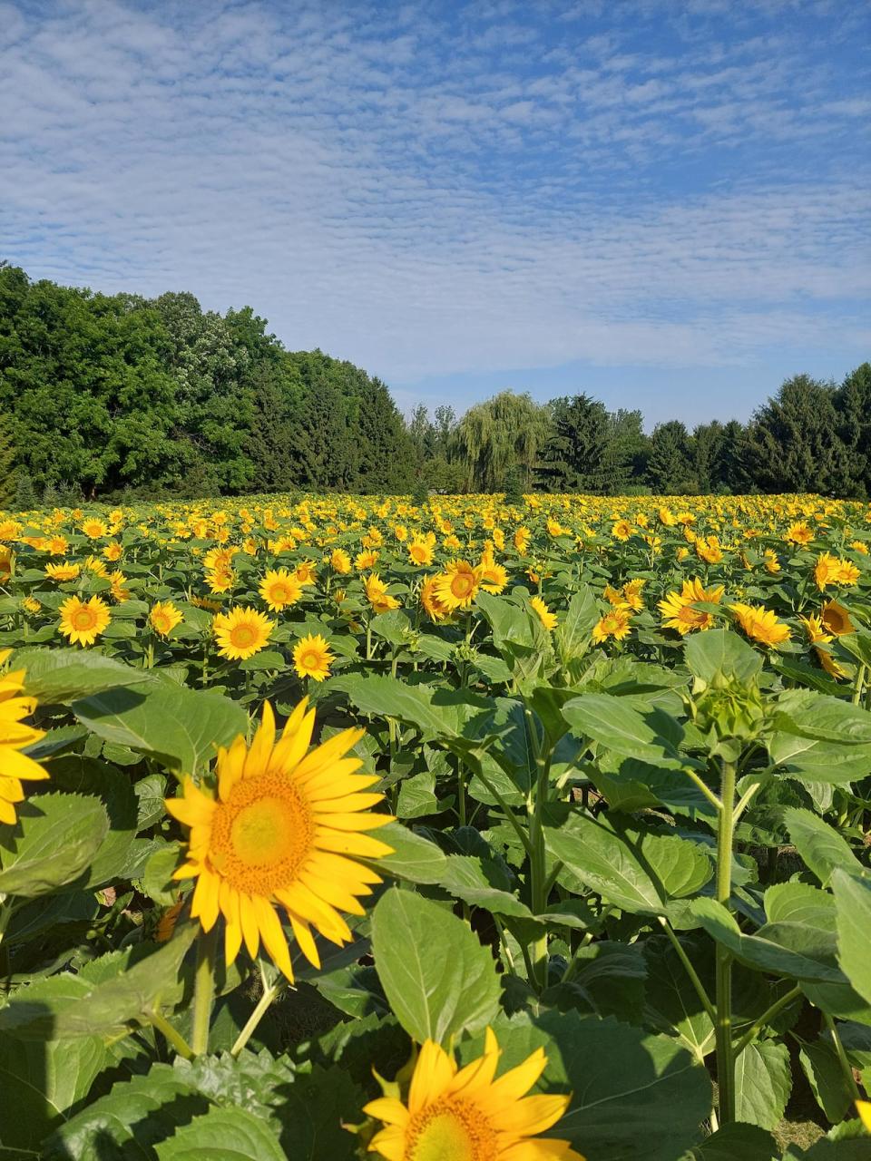 Sunflowers Puddleford Tree Farm 