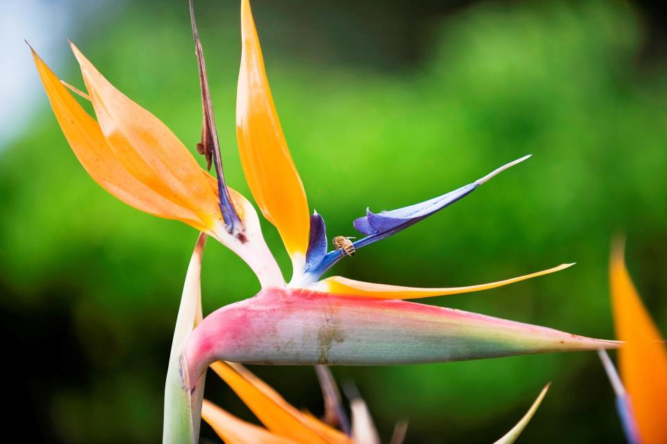 closeup of the flower