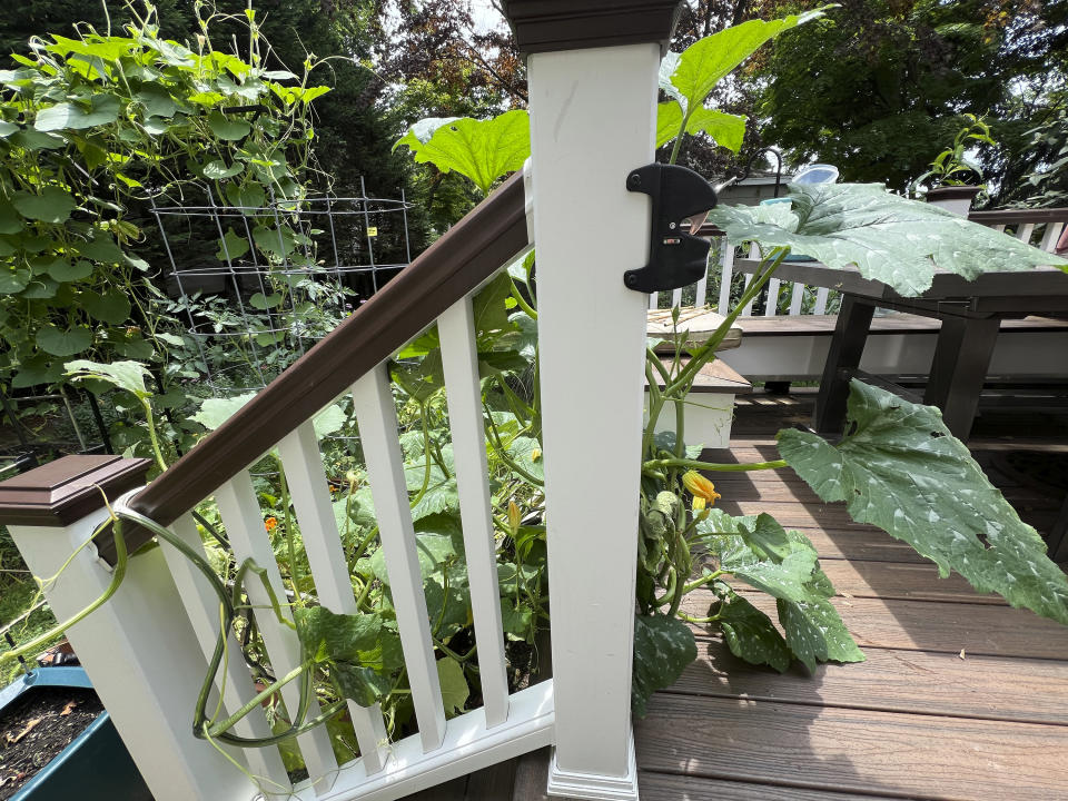 This July 9, 2024, image provided by Jessica Damiano shows a zucchini plant encroaching on a deck from an adjacent garden bed on Long Island, New York. (Jessica Damiano via AP)