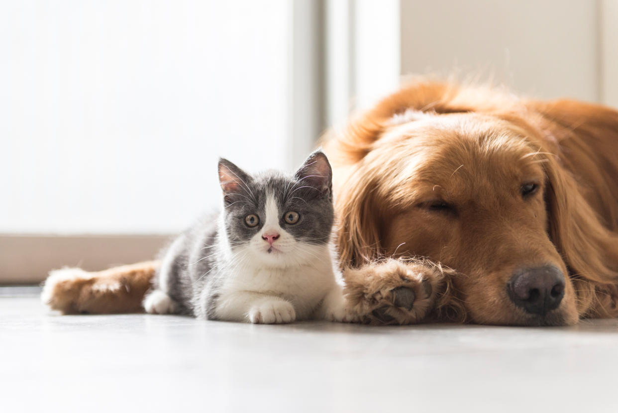 Für viele Deutsche gehören Katzen und Hunde zur Familie. (Bild: Getty Images)