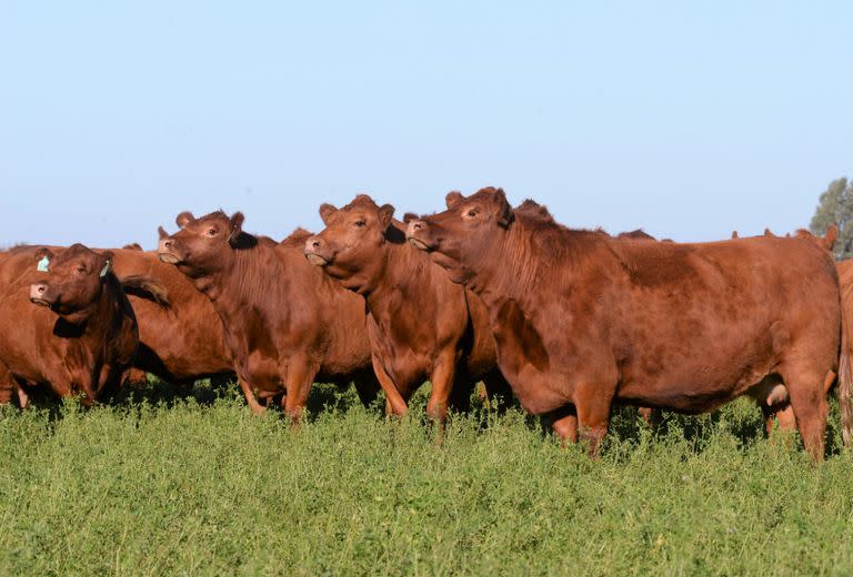 Cuando un ganadero decide encarar un proceso de mejoramiento genético de su rodeo, lo primero que tiene que hacer es definir cuál es el animal deseado