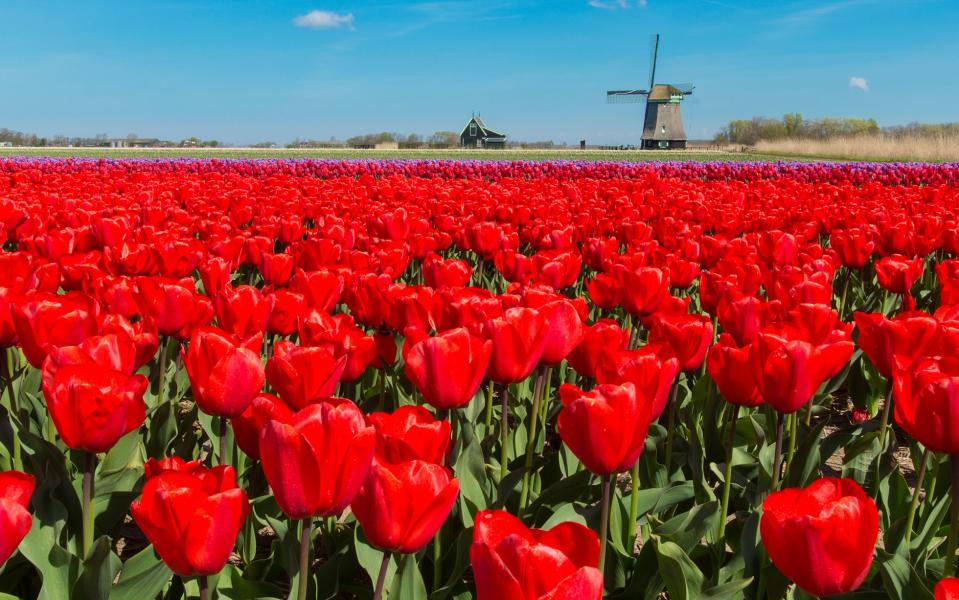 Keukenhof - Getty