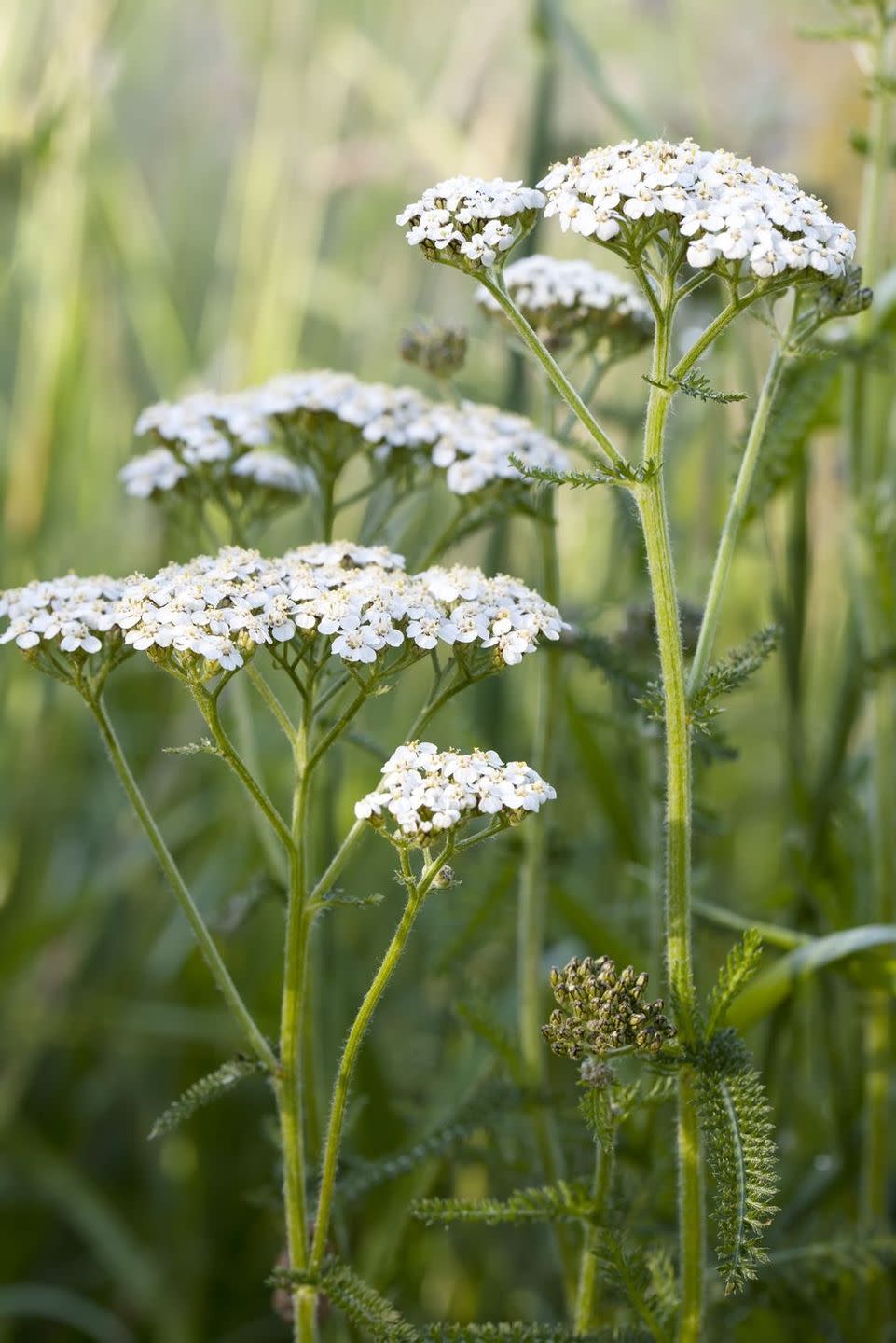 flower meanings, yarrow 