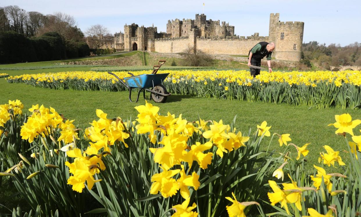 <span>Daffodils in Alnwick Gardens. ‘The last thing we want is a deluge of tourists coming to spoil the beauty and tranquillity of this region.’</span><span>Photograph: Owen Humphreys/PA</span>