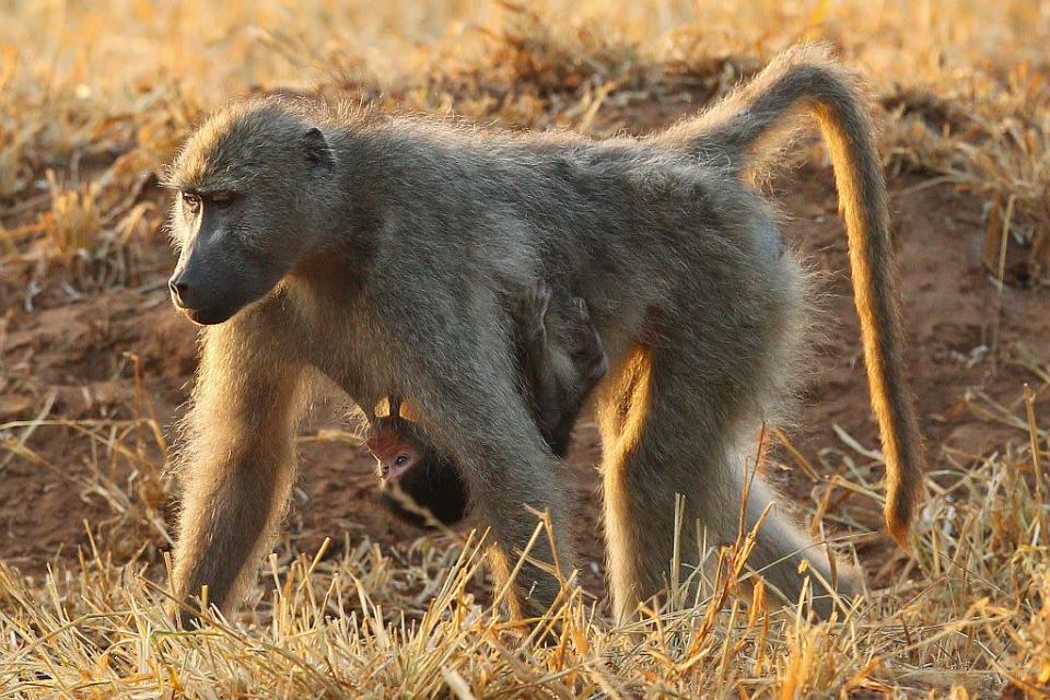 Travel Wildlife South Africa Kruger National Park